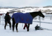 Horse choosing blanket